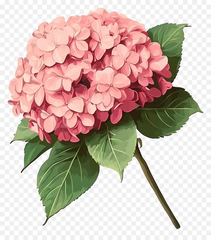 Flor De Hortensia Rosa，Hortensia Rosa PNG