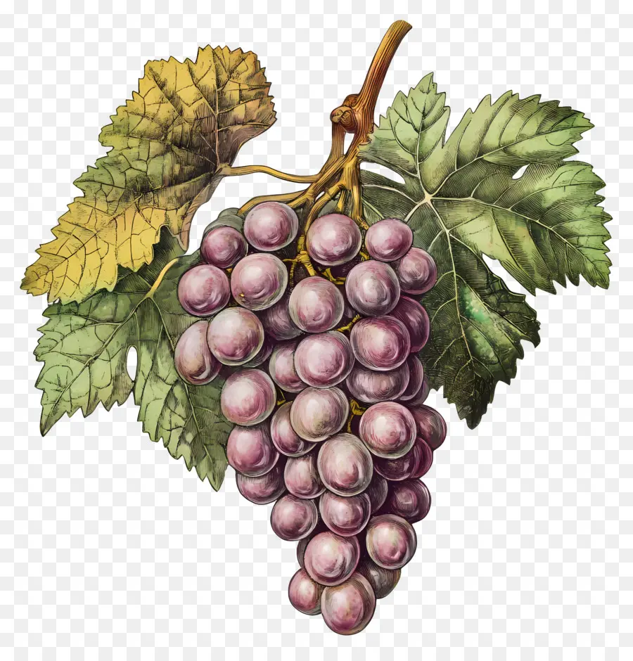 Racimo De Uva，Uvas PNG