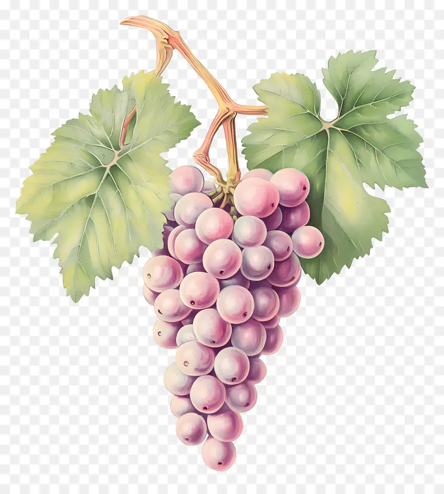 Racimo De Uva，Uvas PNG