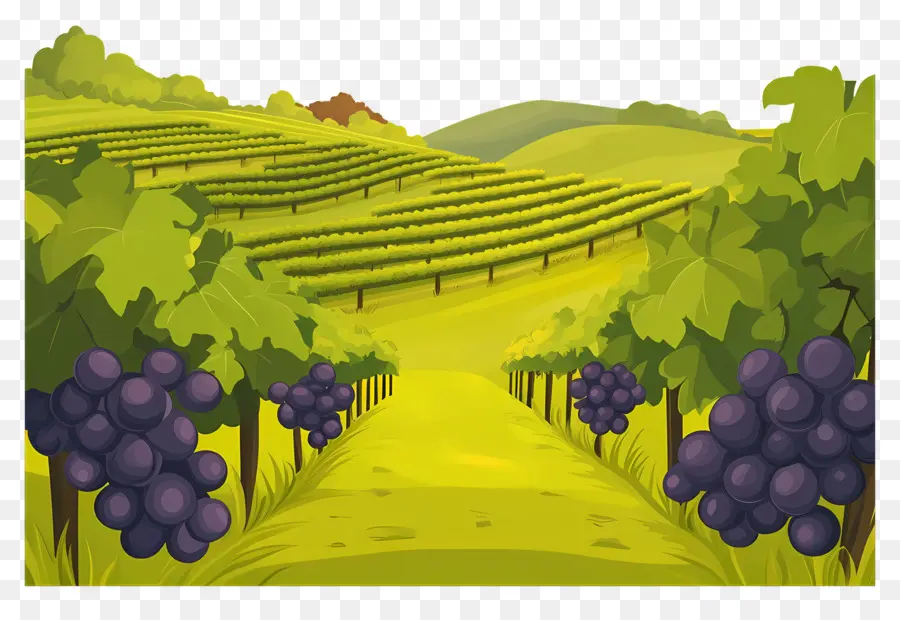 Viñedo，Uvas PNG