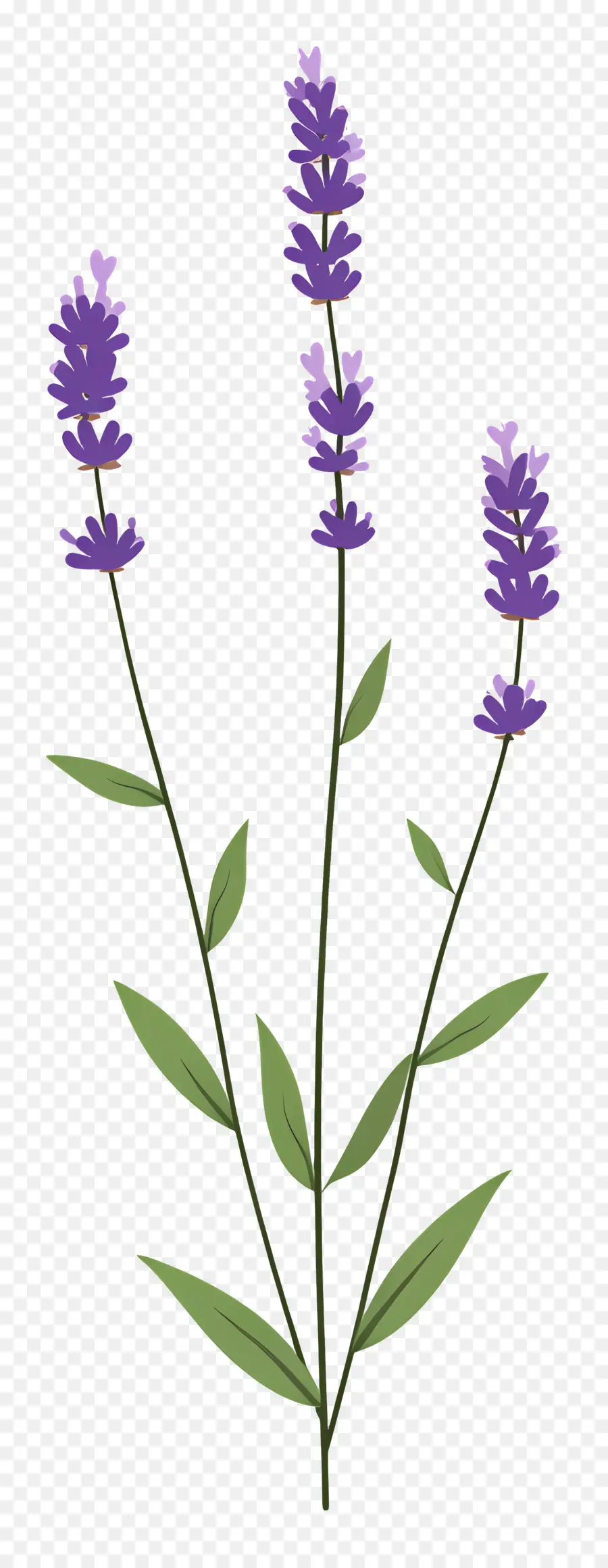 Flor De Lavanda，Púrpura PNG