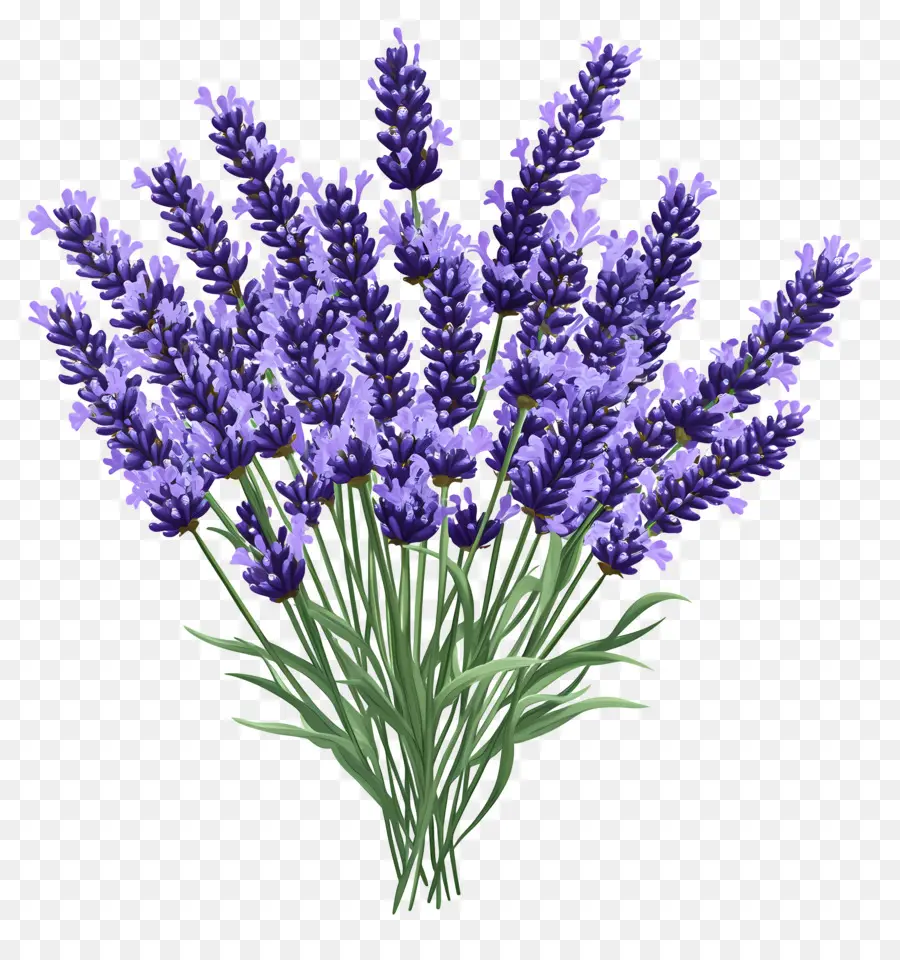 Ramo De Lavanda，Lavanda PNG