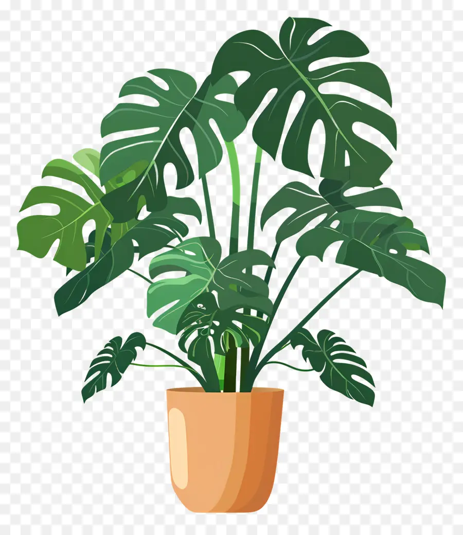 Planta Monstera，Planta En Maceta PNG