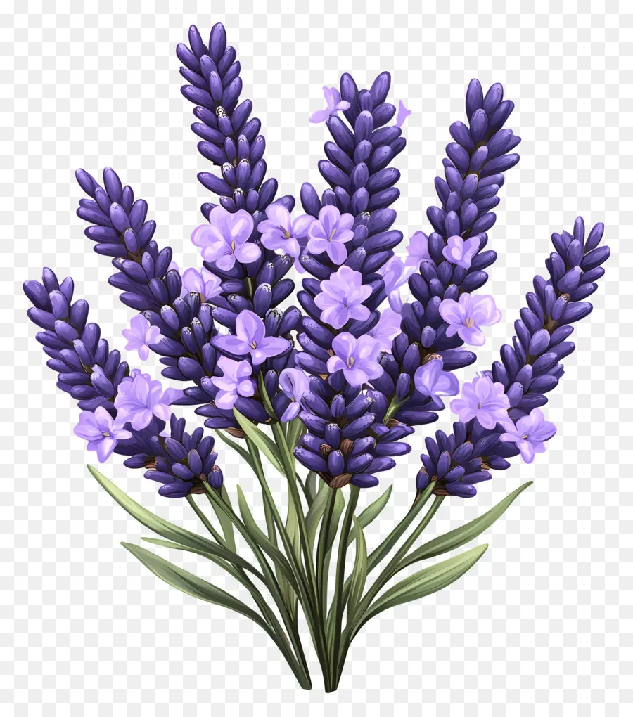 Ramo De Lavanda，Lavanda PNG