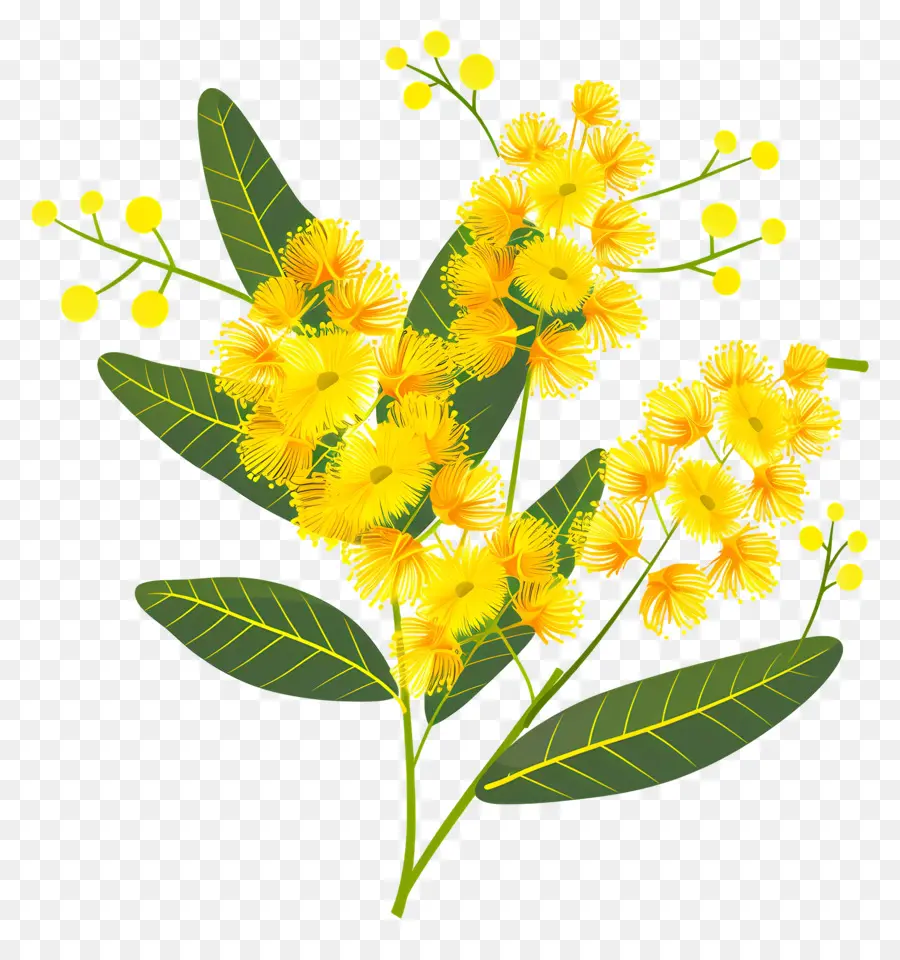 Flores De Mimosa，Flores Amarillas PNG