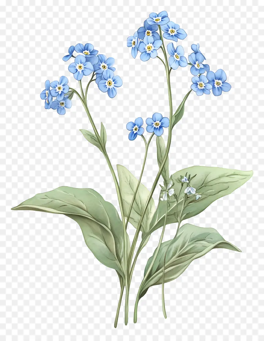 No Me Olvides Flores，Flores Azules PNG