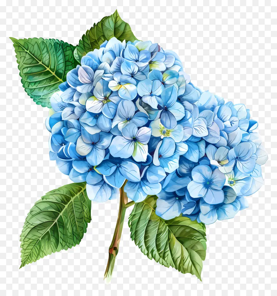 Flor De Hortensia Azul，Hortensia Azul PNG