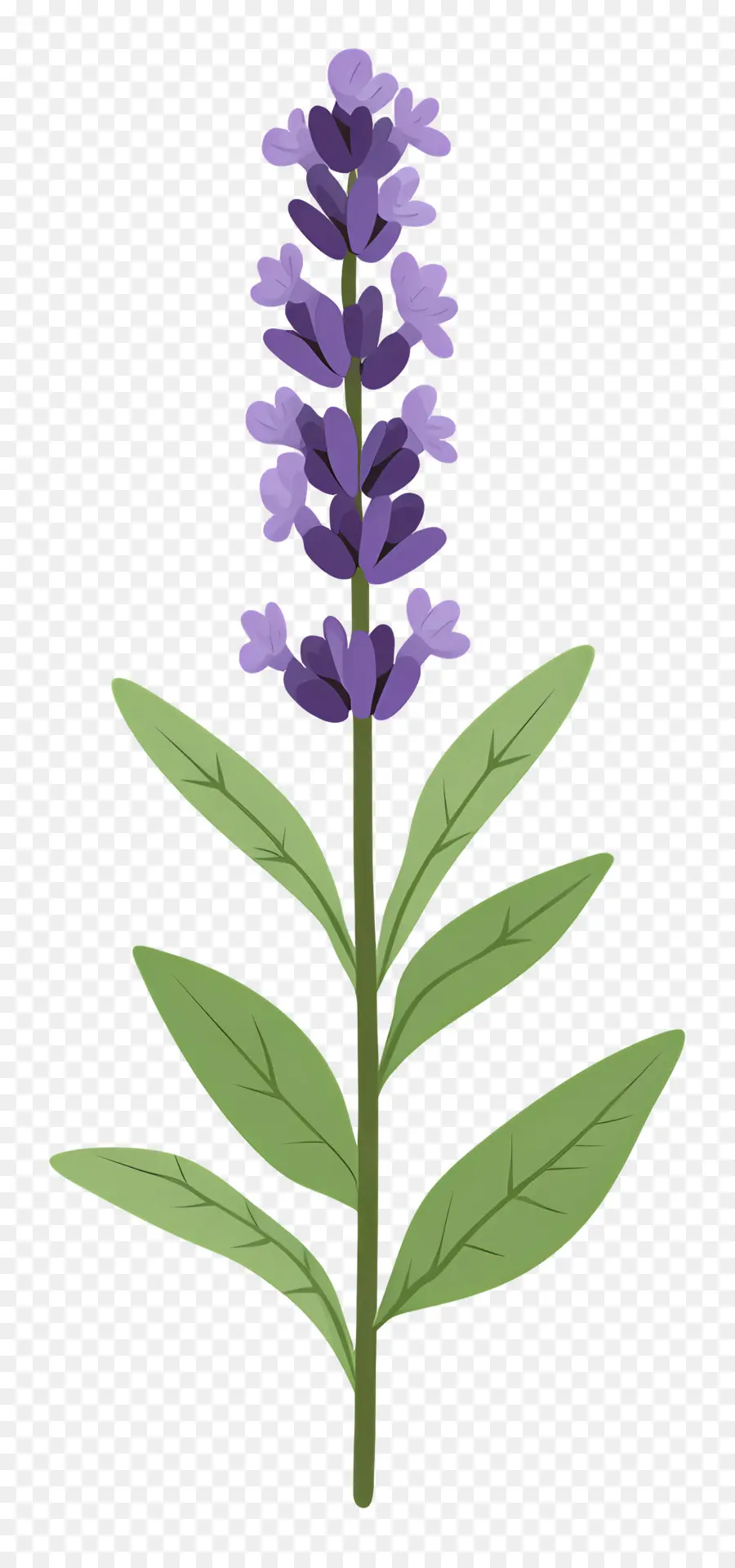 Flor De Lavanda，Púrpura PNG