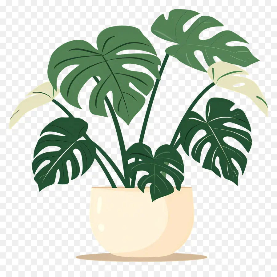 Planta Monstera，Planta En Maceta PNG