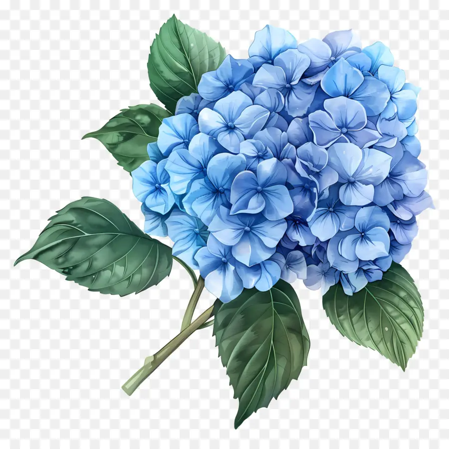 Flor De Hortensia Azul，Hortensia PNG