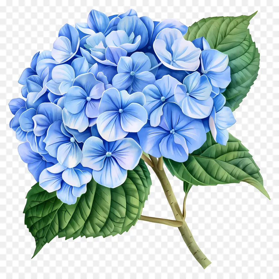 Flor De Hortensia Azul，Flores Moradas PNG