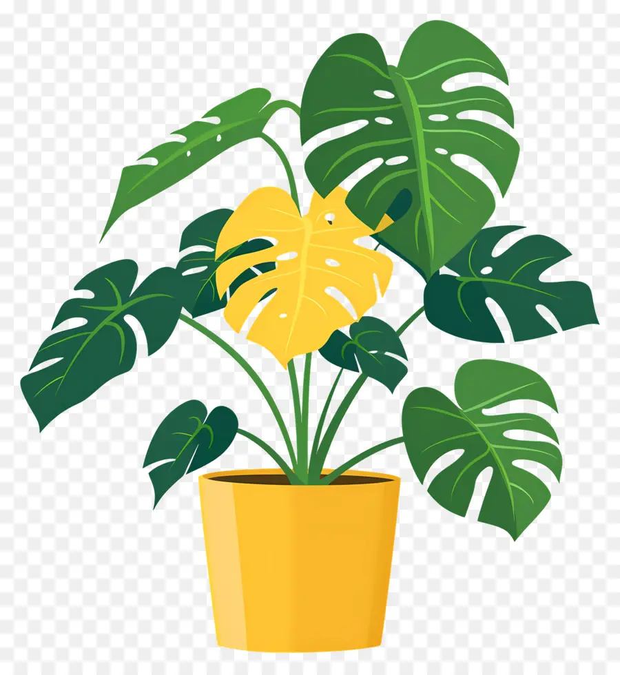 Planta Monstera，Planta En Maceta PNG