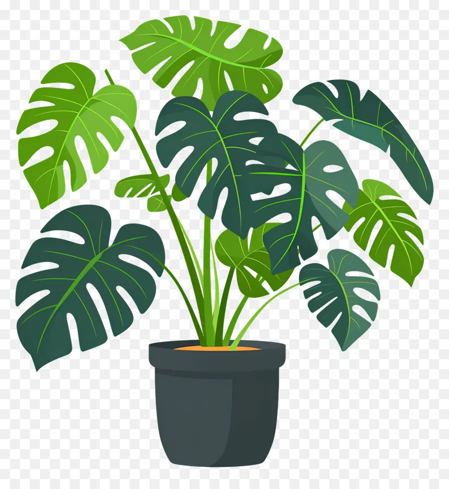 Planta Monstera，Planta En Maceta PNG