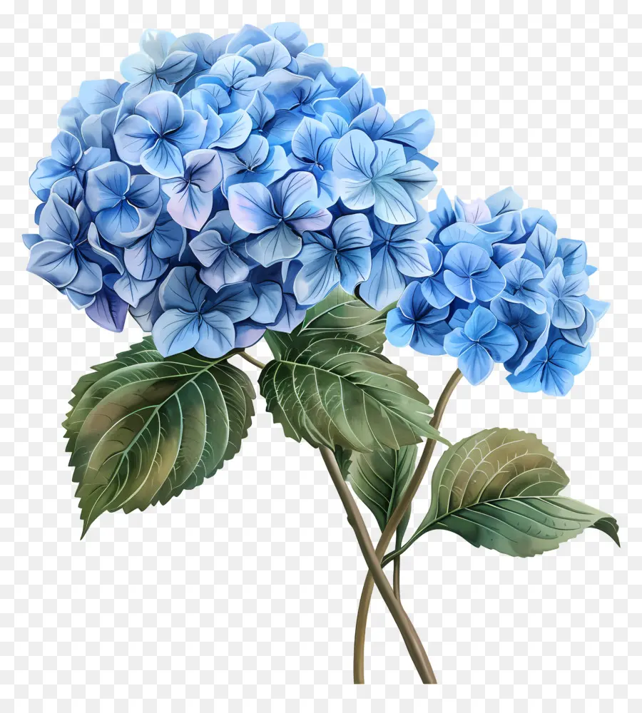 Flor De Hortensia Azul，Hortensia Azul PNG