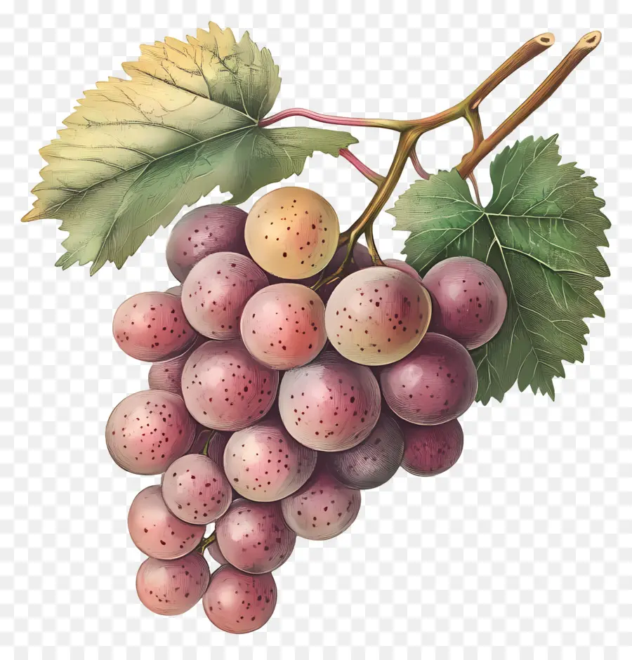 Racimo De Uva，Uvas PNG