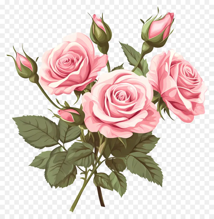 Ramo De Rosas Rosadas，Rosas Coloridas PNG