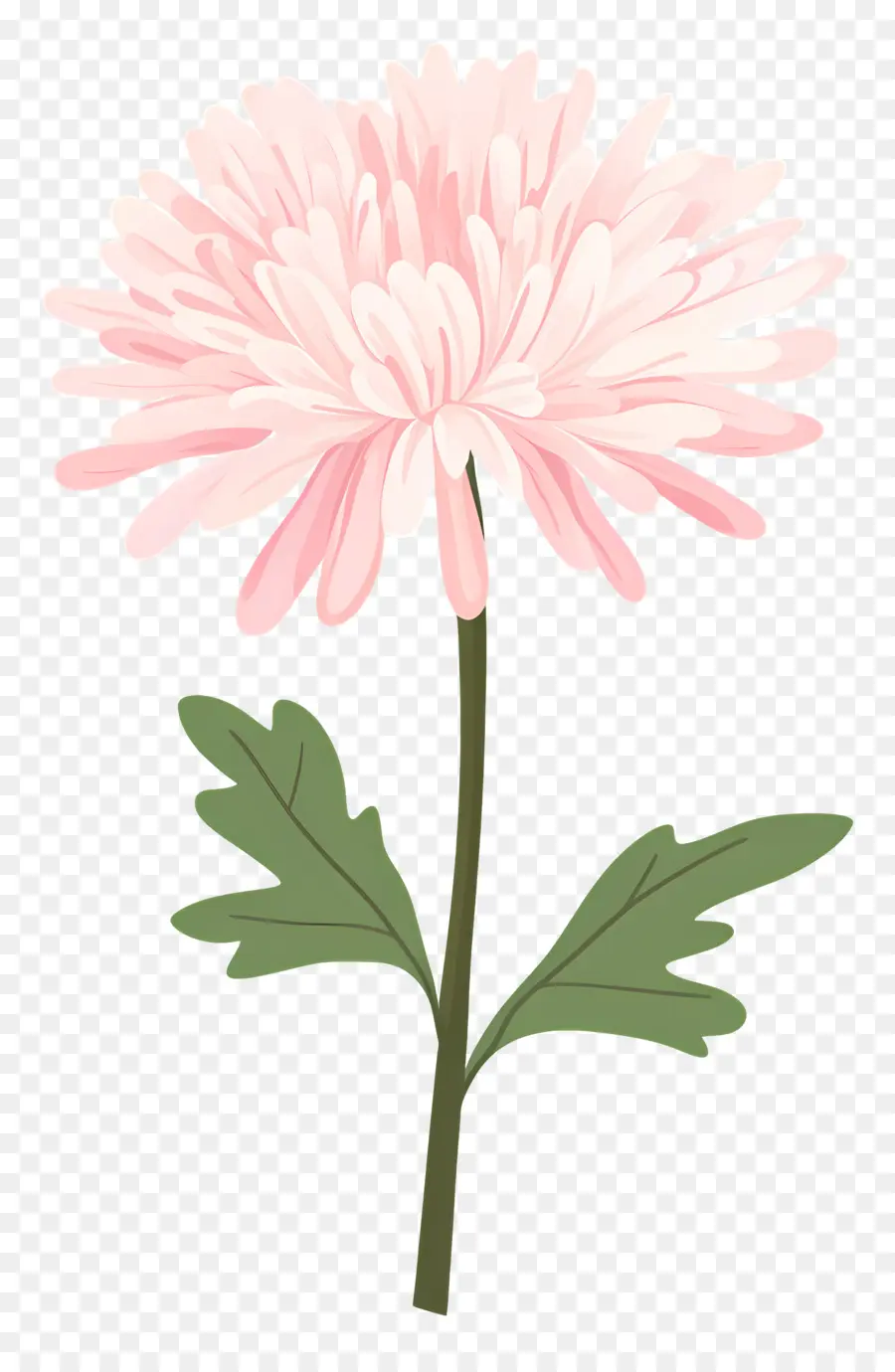 Flor De Crisantemo Rosa，Flor Rosa PNG