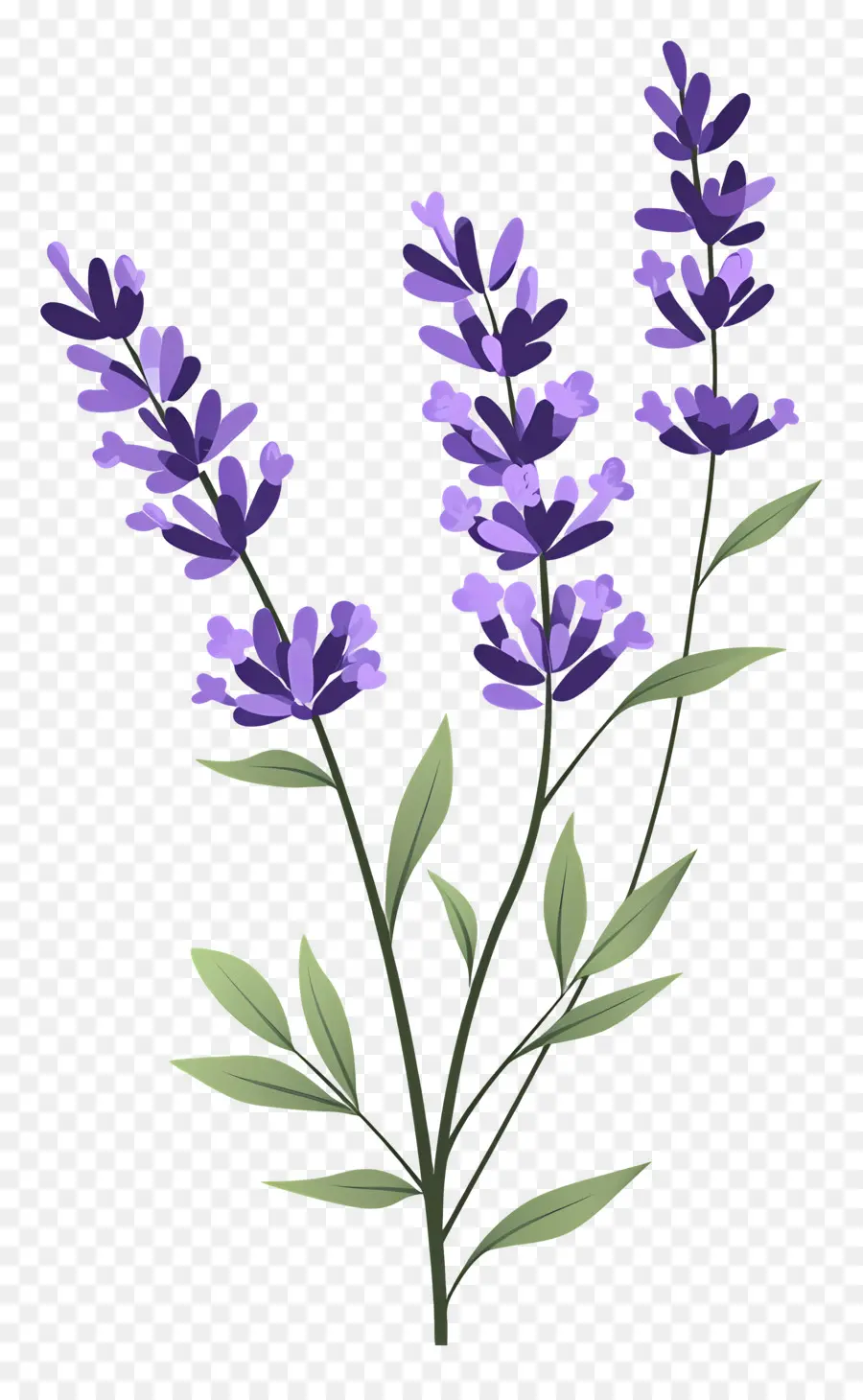 Flor De Lavanda，Lavanda PNG