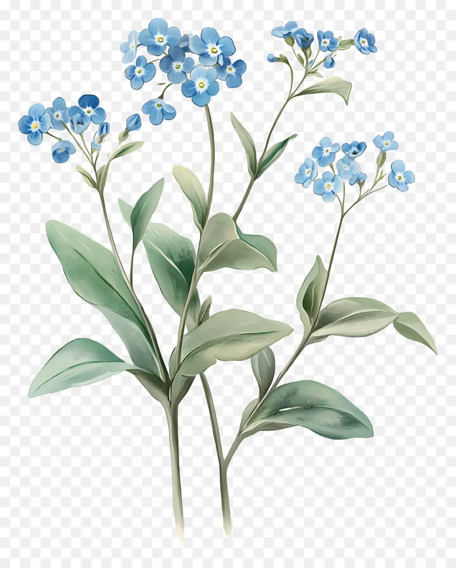 No Me Olvides Flores，Flores Azules PNG