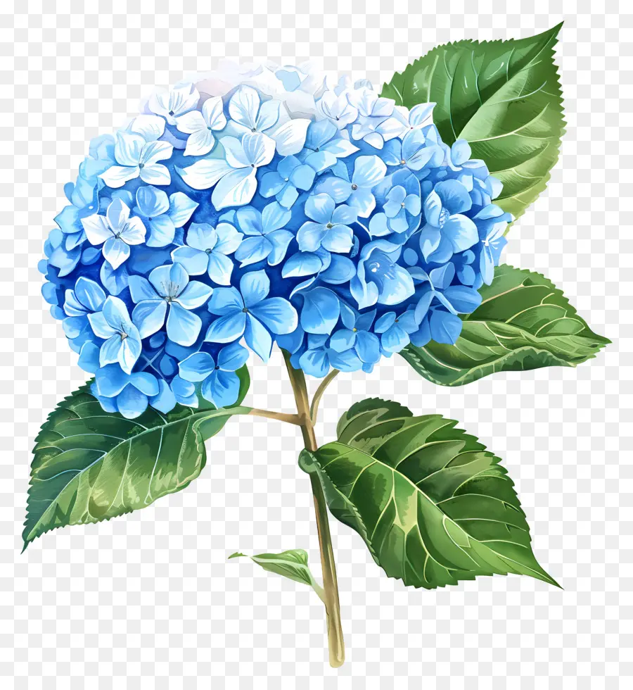 Flor De Hortensia Azul，Hortensia PNG