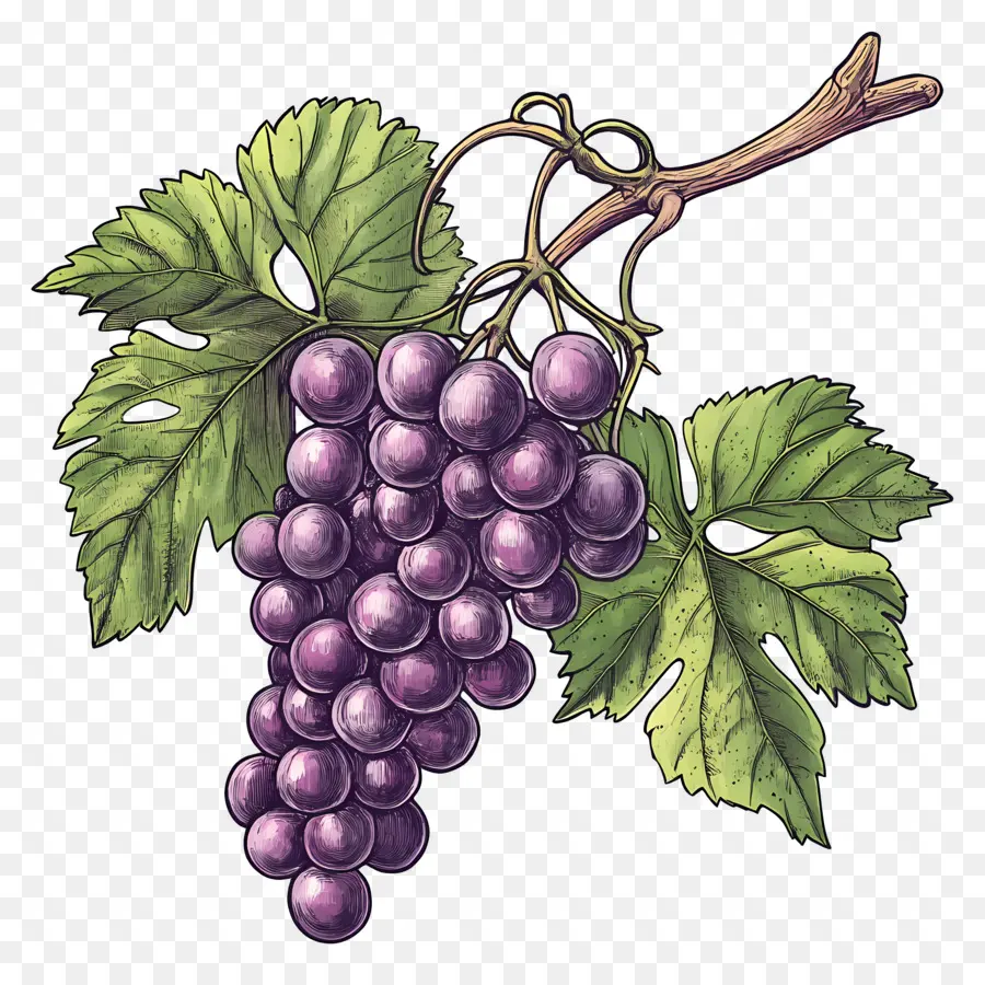 Racimo De Uvas，Uvas PNG