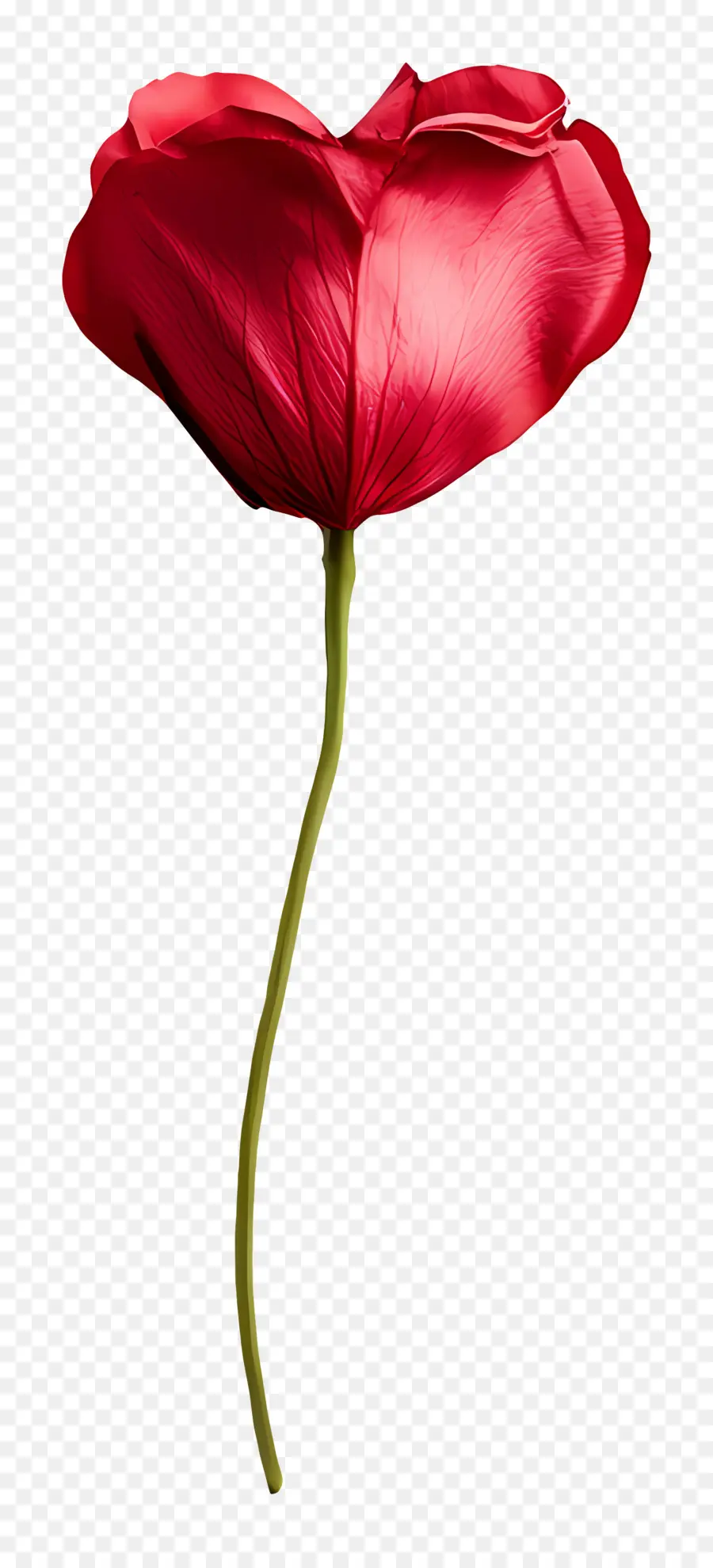 Nota De Amor，Flor Roja PNG