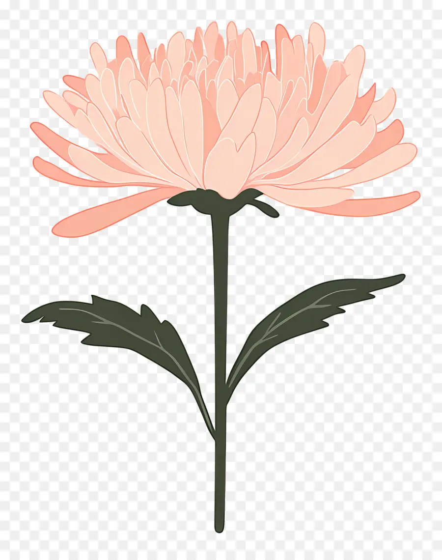 Flor De Crisantemo Rosa，Flor Rosa PNG