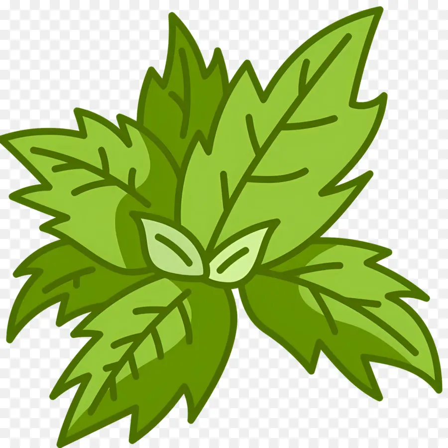 Albahaca，Hojas De Menta PNG