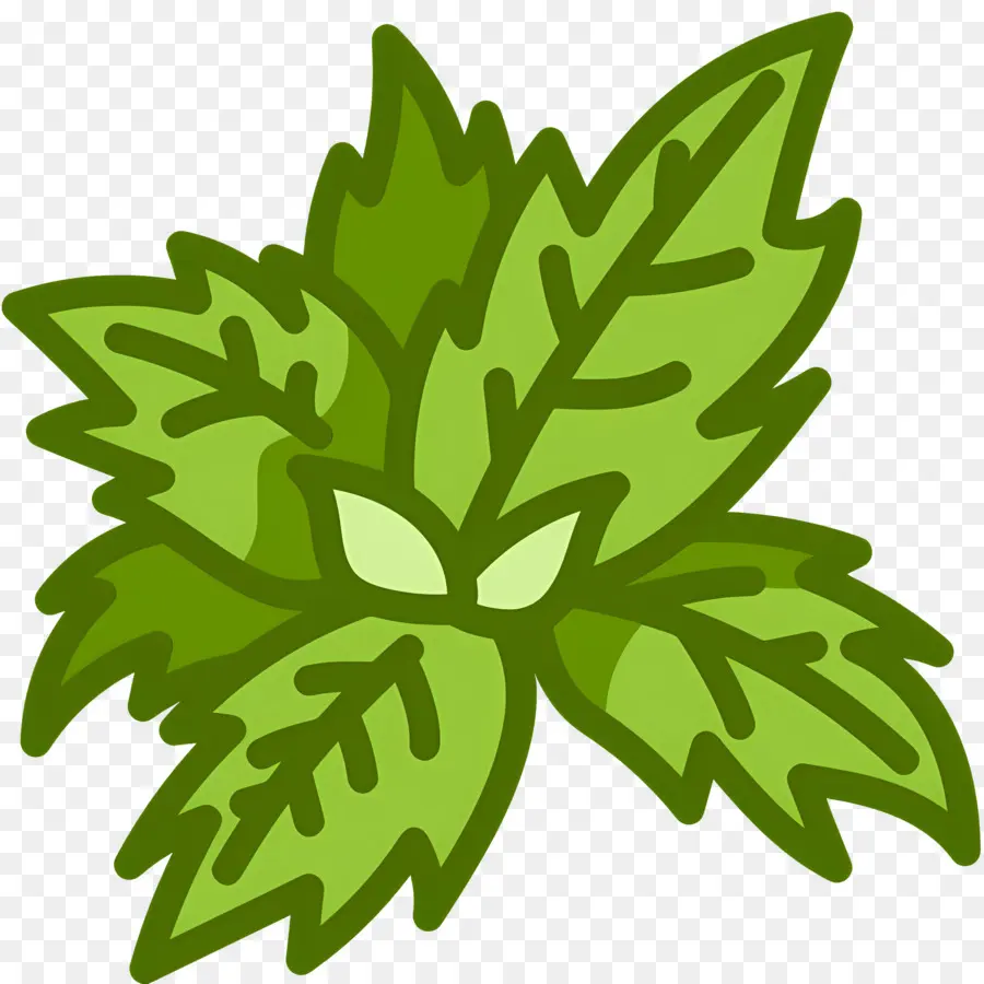 Albahaca，Hojas De Menta PNG