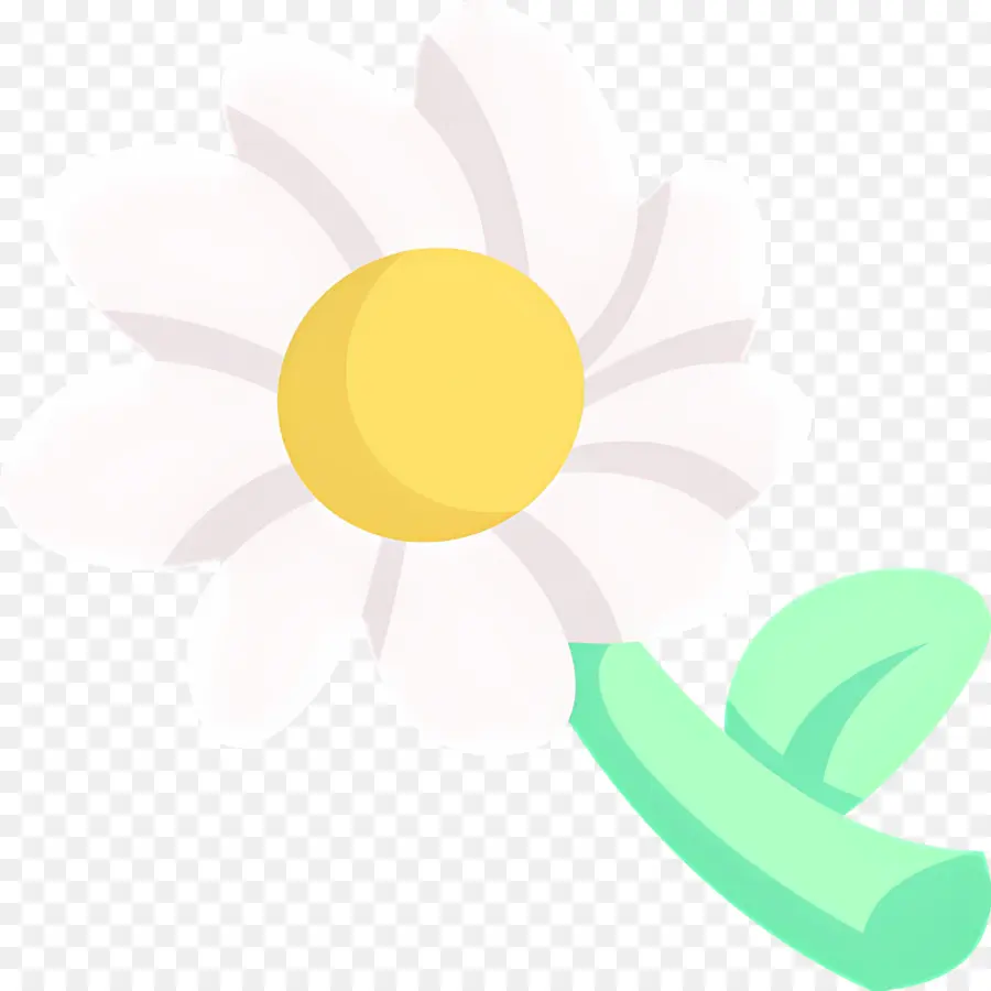 Flor De Margarita，Flor Blanca PNG