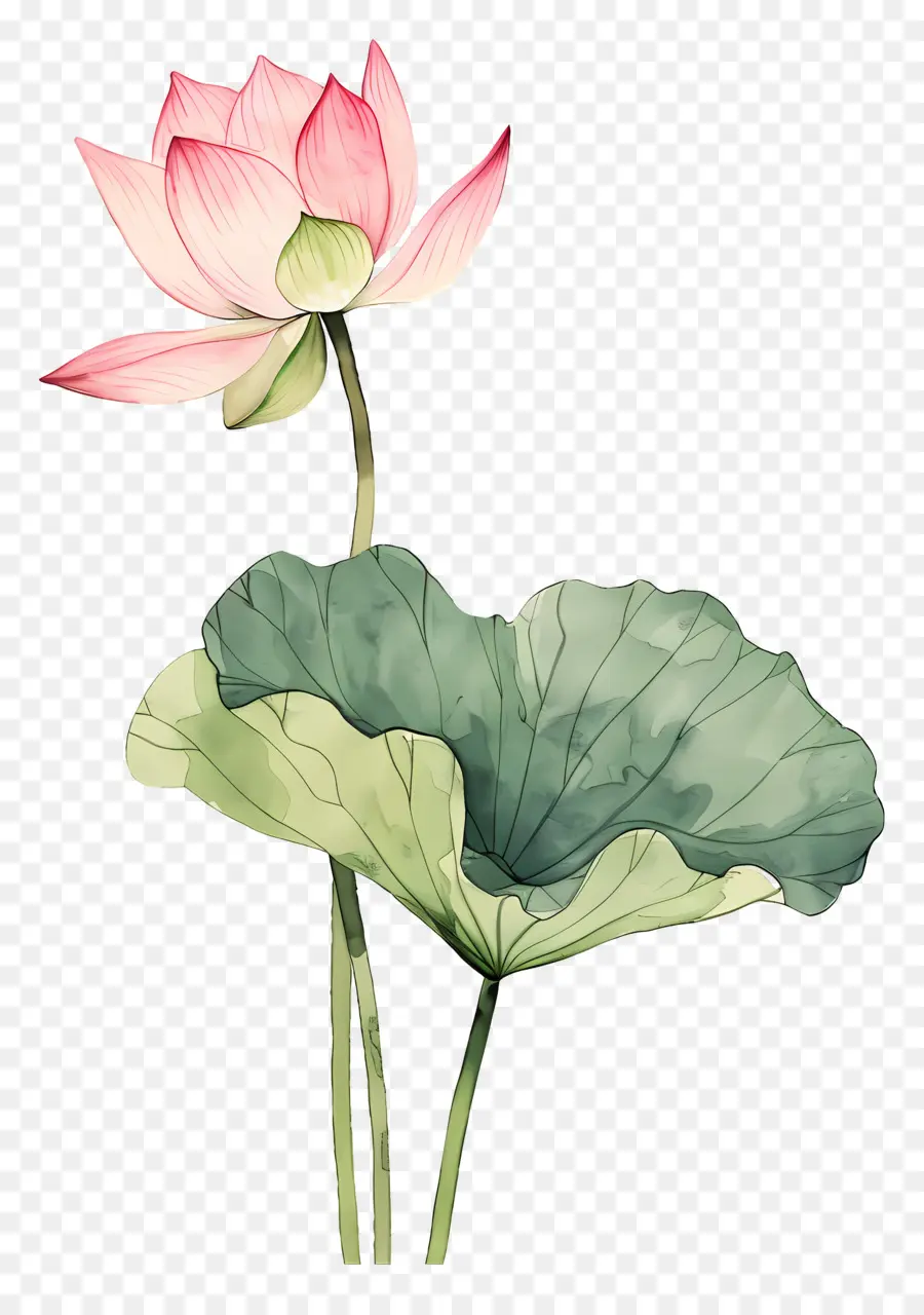 Flores De Loto Rosa，Flor De Loto Rosa PNG