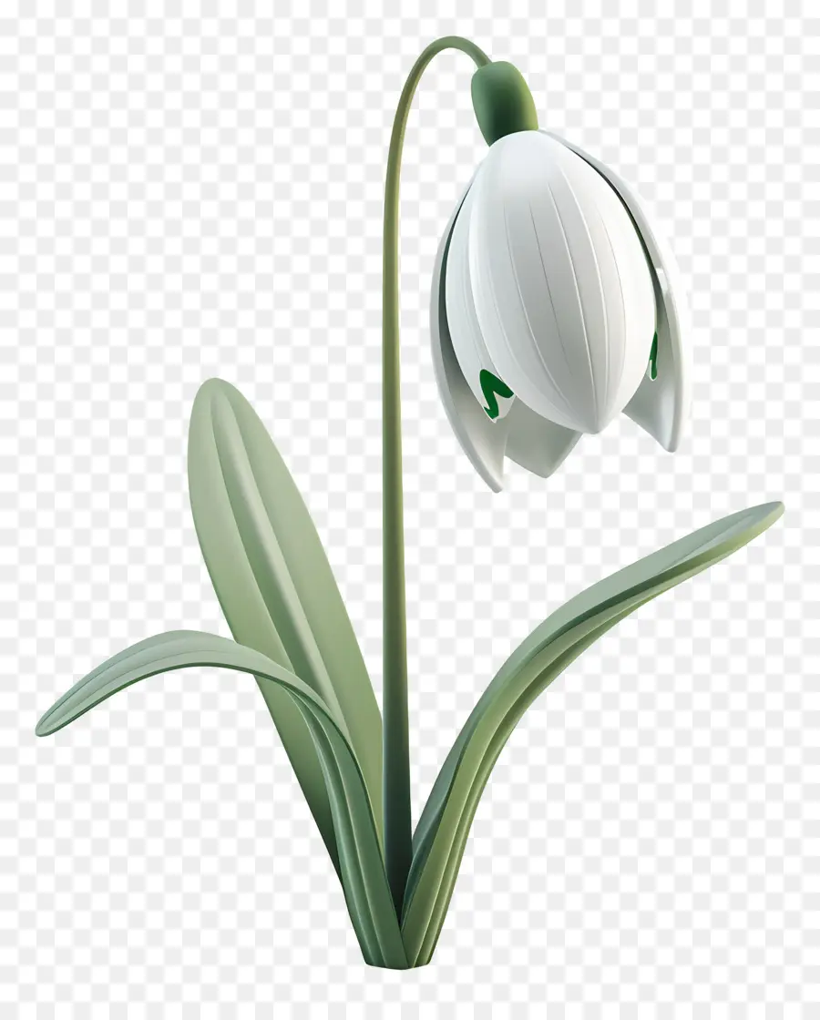 Flor De Campanilla De Invierno 3d，Campanilla De Febrero PNG