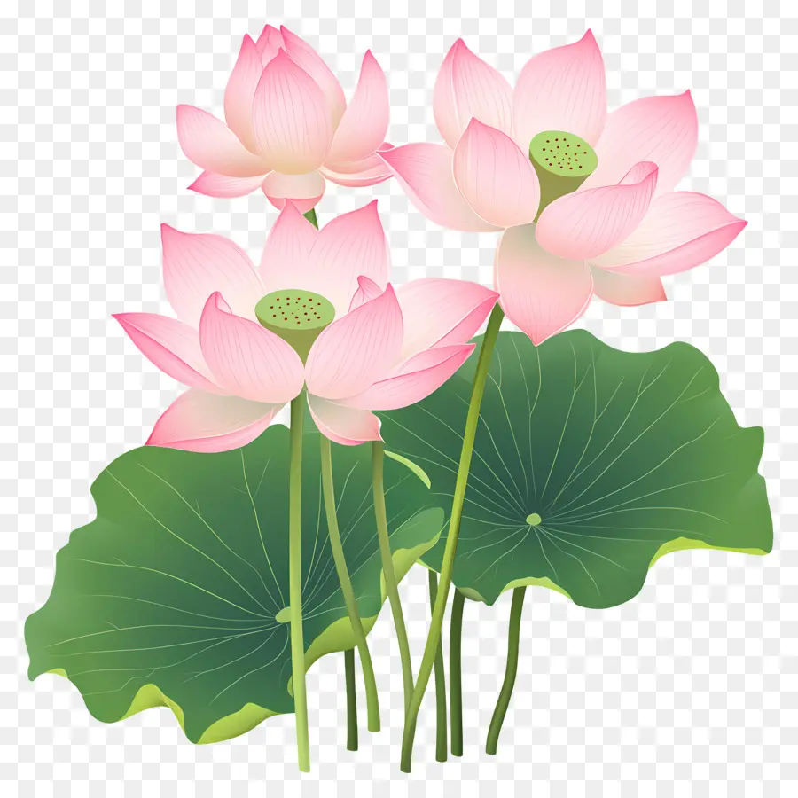 Flores De Loto Rosa，Loto Rosa PNG