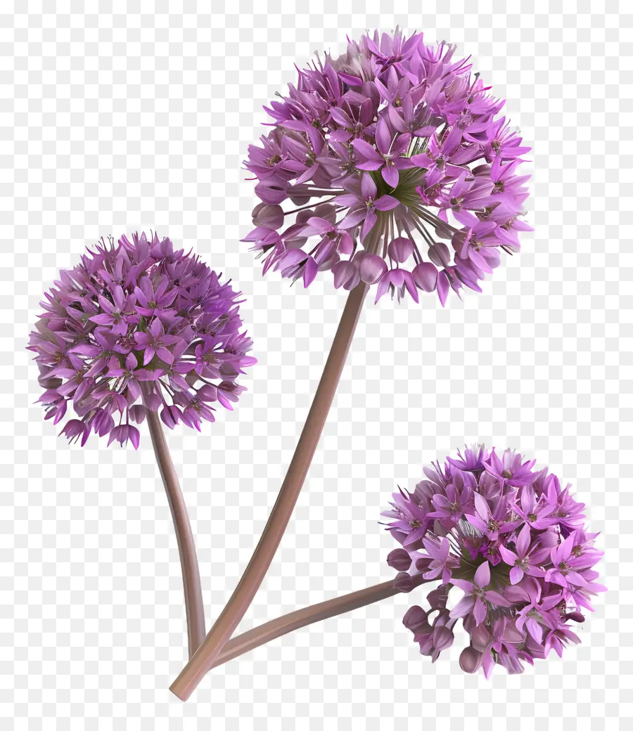 Flor De Allium Modelo 3d，Flores Moradas PNG