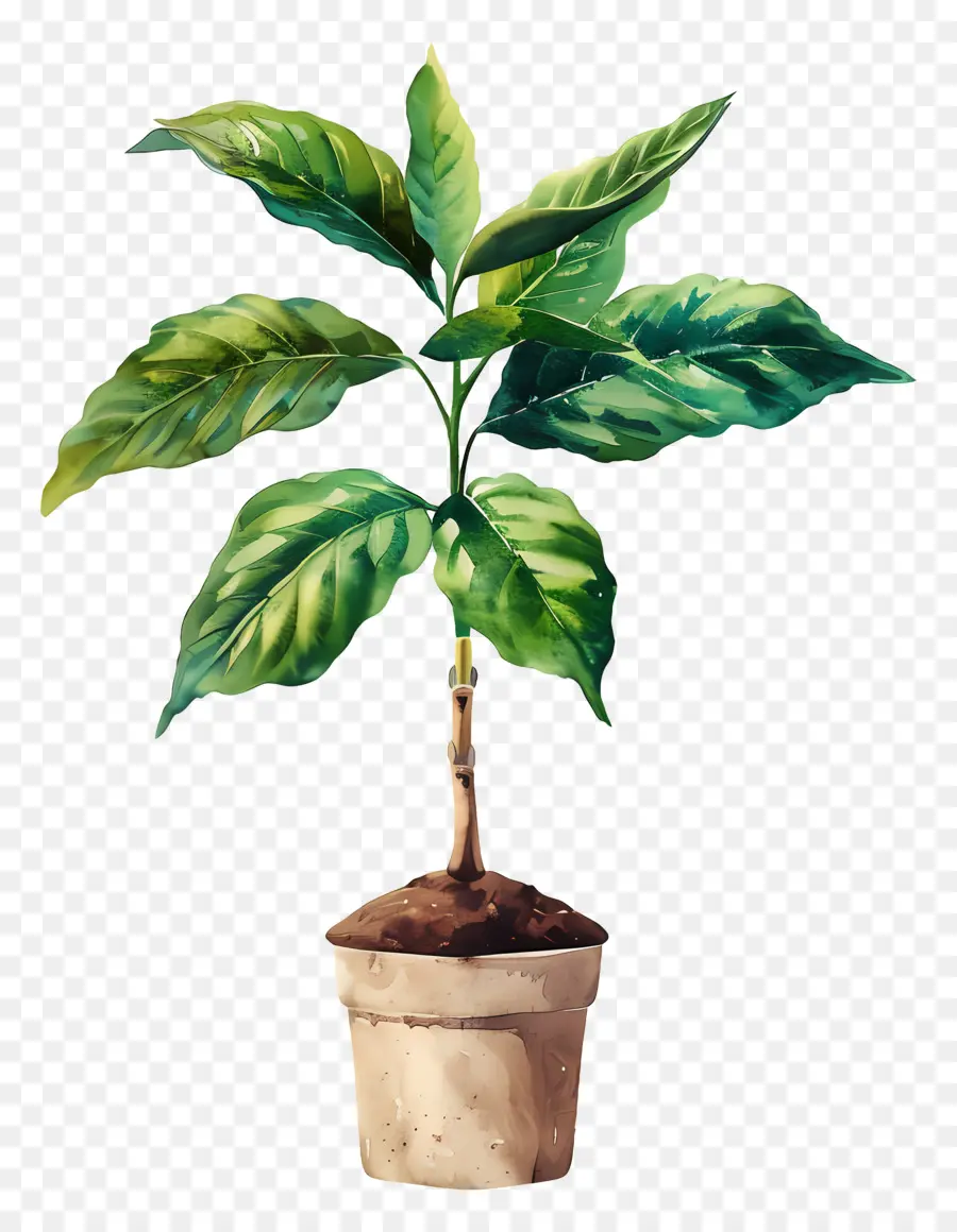 Planta De Acuarela，Planta En Maceta PNG