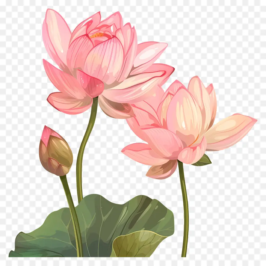 Flores De Loto Rosa，Loto Rosa PNG