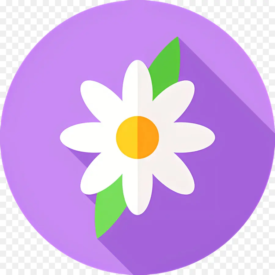 Flor De Margarita，Margarita Blanca PNG