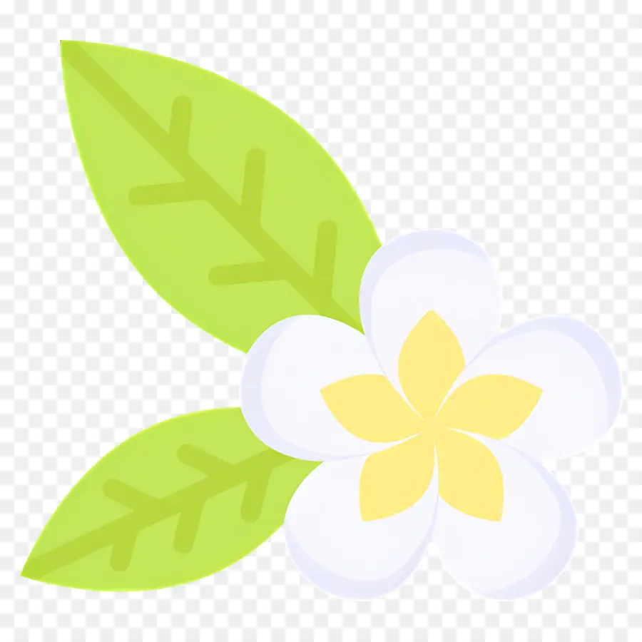 Flor Tropical，Flor Blanca PNG