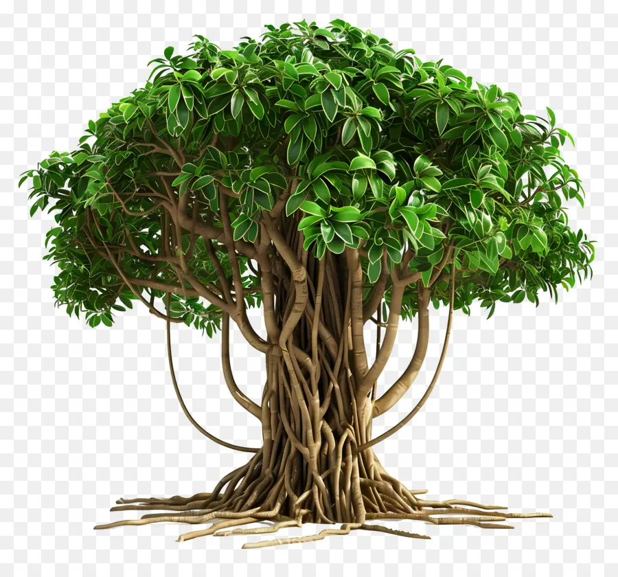 Árbol 3d，Árbol PNG