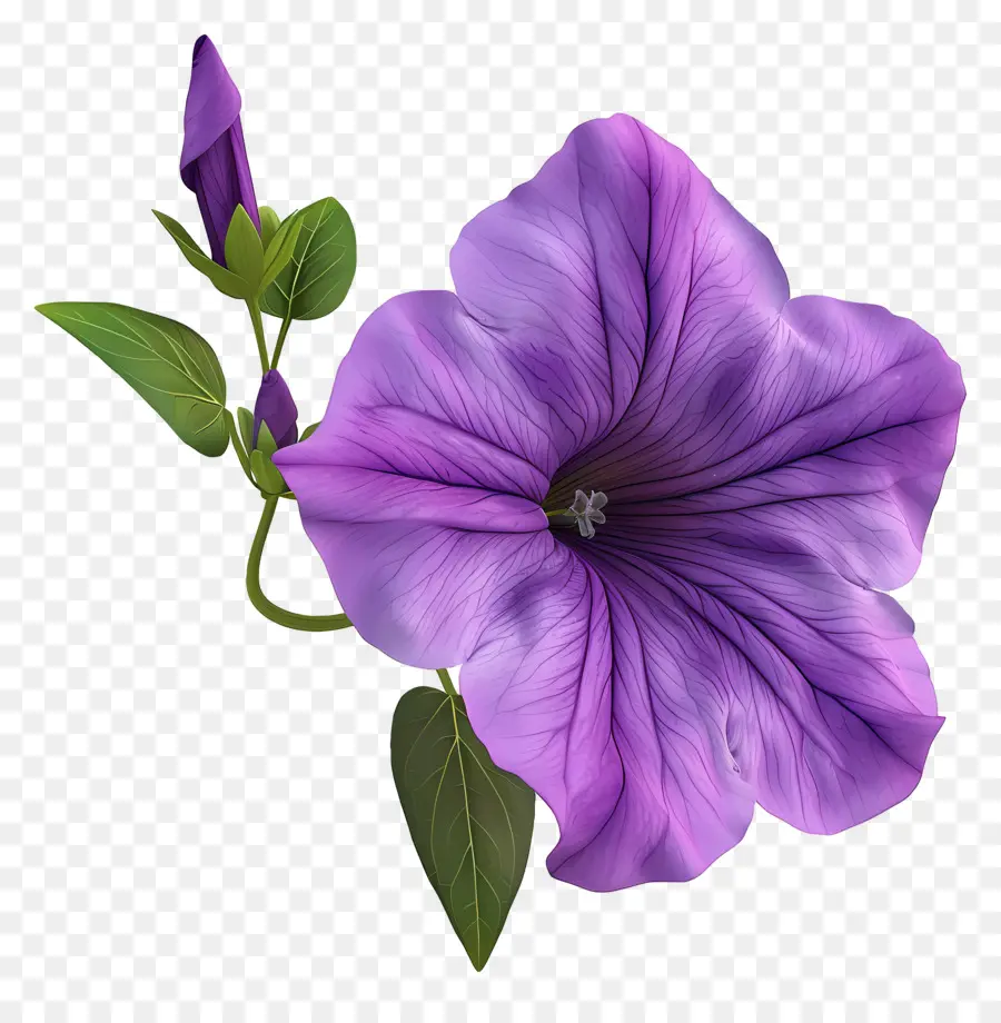 Flor De Petunia Modelo 3d，Flor PNG