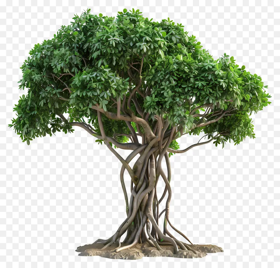 Árbol 3d，Árbol PNG