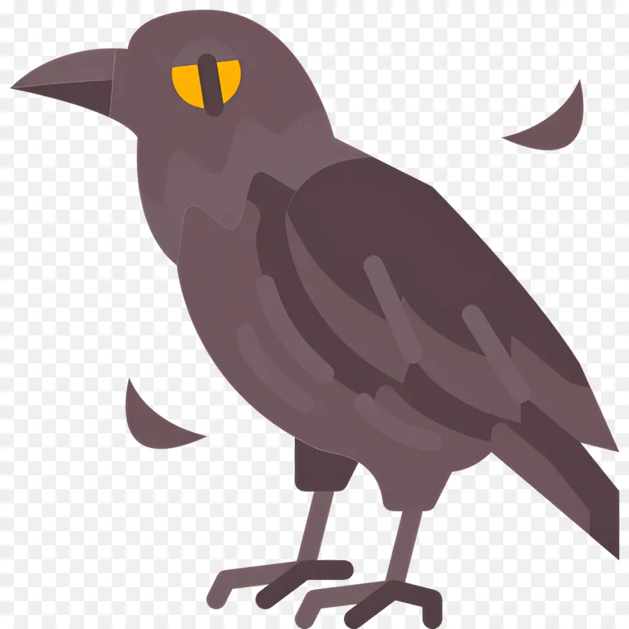 Cuervo，Pájaro Negro PNG