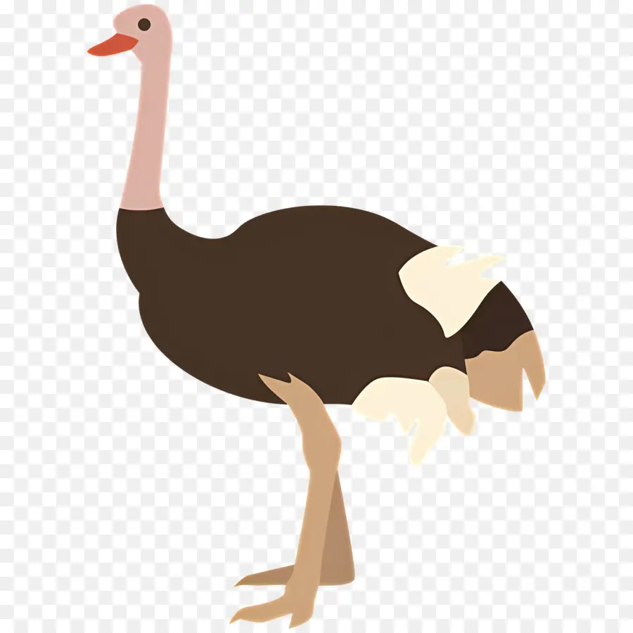 Avestruz，Pavo PNG