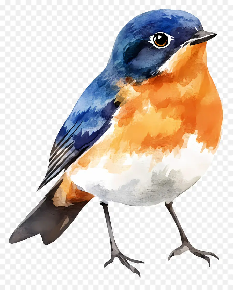 Pájaro Acuarela，Pájaro Colorido PNG