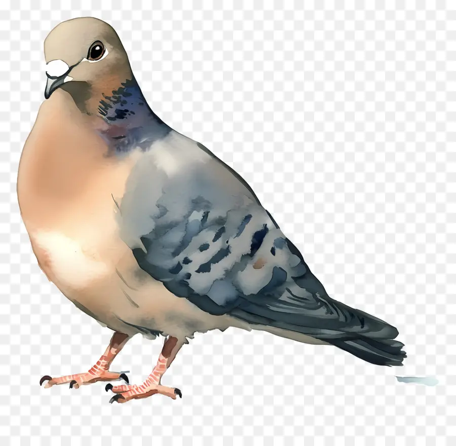 Pájaro Acuarela，Paloma PNG