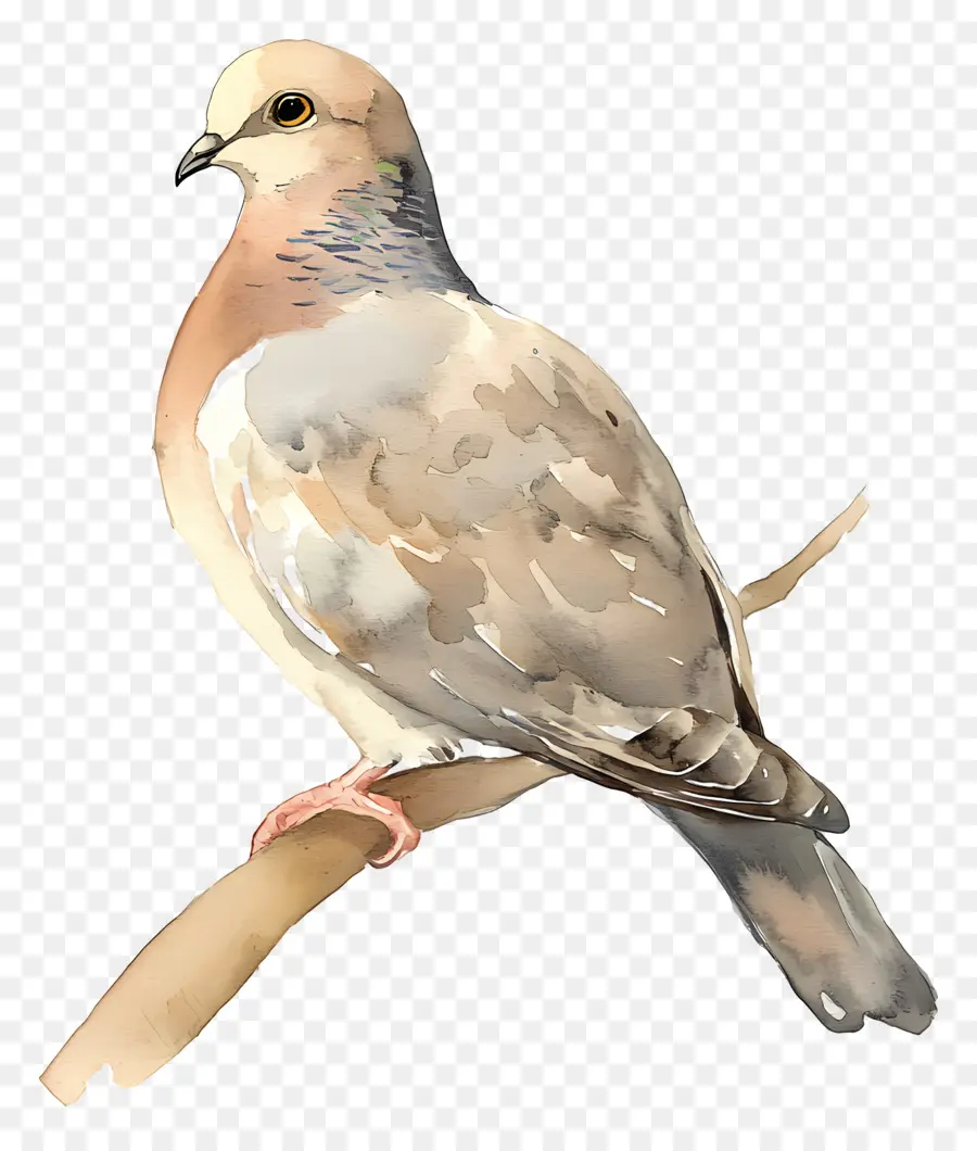 Pájaro Acuarela，Paloma PNG