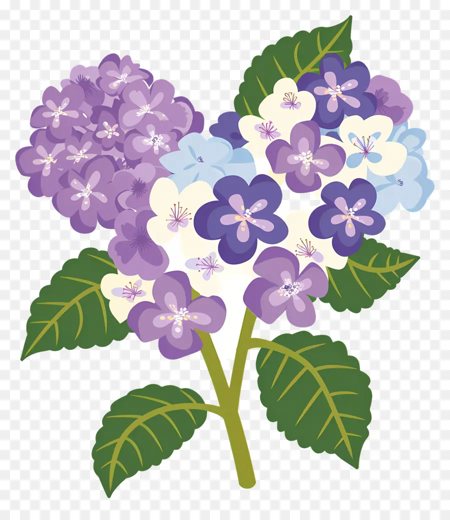 Flores De Hortensia，Flores Moradas PNG