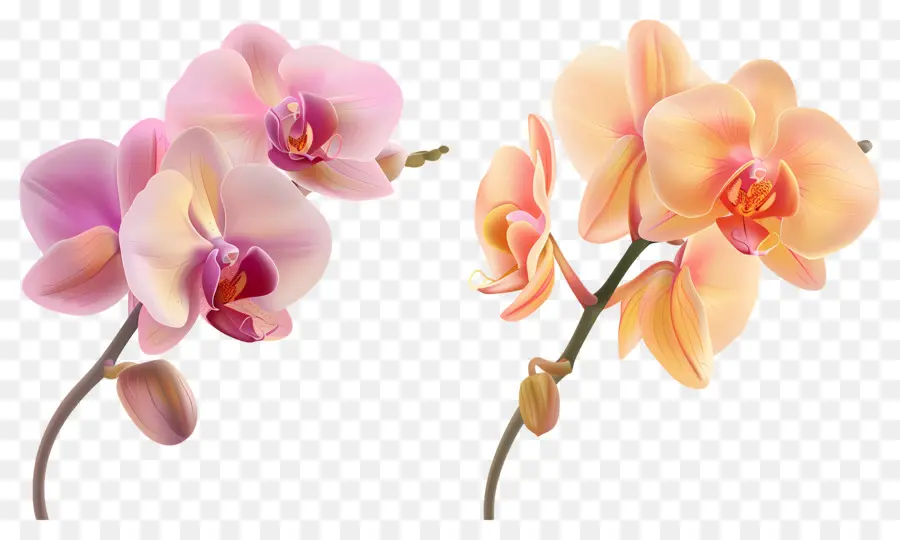 Flor De Orquídea，Flores De Orquídeas PNG