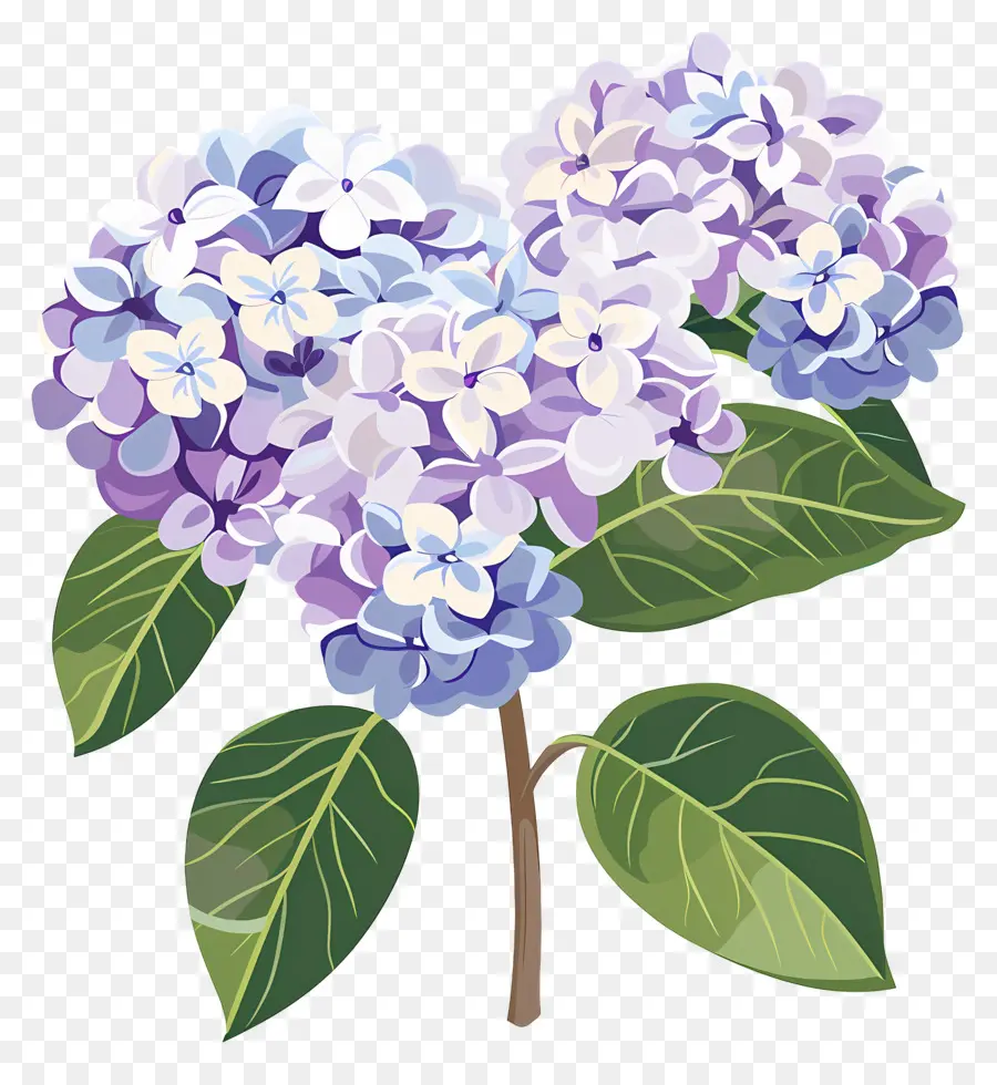 Flores De Hortensia，Flores Moradas PNG