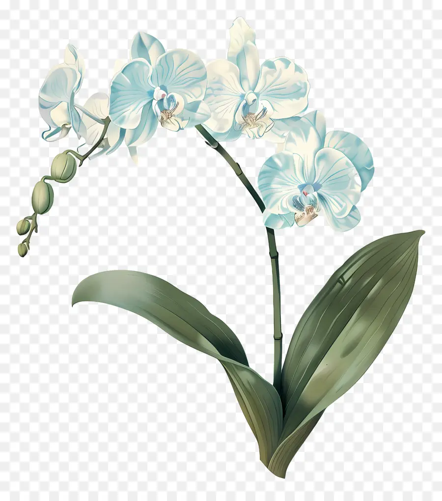 Flor Pequeña，Orquídea PNG